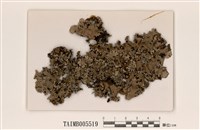 藏品(網梅衣)的圖片